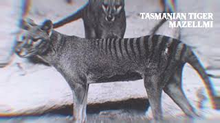 Tasmanian tiger sounds [upl. by Zsamot730]