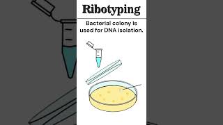 Ribotyping Microbial Phylogeny microbiology animation [upl. by Urban]