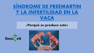 SINDROME DE FREEMARTIN EN BOVINOS VACA INFERTIL [upl. by Darees891]