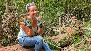 Snatch blocks vs tree stumps  the power of pulleys  E57 [upl. by Eelnodnarb]