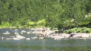 Fly Fishing for arctic char in Miekak Lappland 2010 del 4 [upl. by Camfort]