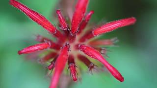 Monarda didyma punctatum fistulosa [upl. by Selhorst]