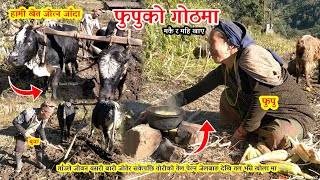 Khet Jotdai  Yasto Vyo  Gaunle Jiban  Rural life  Organic Toriko oil  Buwa  Sunil Vlogs2 [upl. by Alesi]