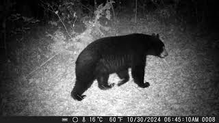 the friendly bear a hoofing it up the hill [upl. by Dickey298]