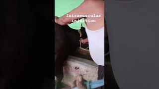 Intramuscular injection in cowamp BuffaloVeterinaryclub shortsvideoviralvideogoatcow [upl. by Letti128]