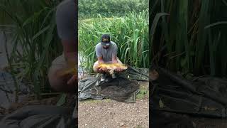 Carp fishing Kent Darenth lakes ghostie common fish on [upl. by Puto]