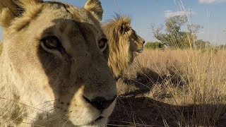 Meet The ELEPHANTS  The Lion Whisperer [upl. by Blood]