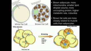 Uncoupling Proteins Thermogenin Produce HEAT [upl. by Alekehs438]