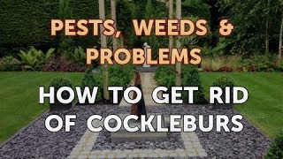 How to Get Rid of Cockleburs [upl. by Neelyk]