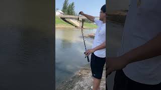 fishing for silver carp and bighead carpviralvideo shorts shortvideo [upl. by Tabor877]