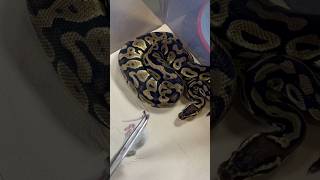 SUSHI  Royal  Ball Python  strike short 150824 [upl. by Eisso]