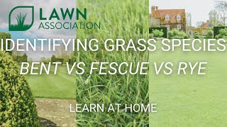 IDENTIFYING GRASS SPECIES  BENT vs FESCUE vs RYE  IS YOUR LAWN READY FOR SPRING  Lawn Association [upl. by Arocahs]