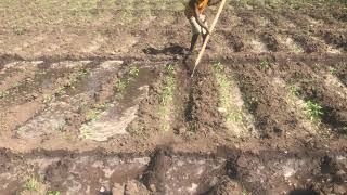 Furrow irrigation for green pepper 🫑 [upl. by Katya875]