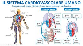 IL SISTEMA CIRCOLATORIO UMANO [upl. by Nothsa]