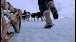 The last Huskies Of Antarctica [upl. by Pazia]