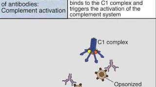 Effector Functions of Antibodies [upl. by Bail]