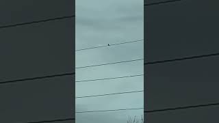 Starlings And A Kestrel On Pylon birds avian nature [upl. by Ade921]