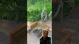 Perangkap burung shortvideo lucu trap trapbird [upl. by Ackler486]