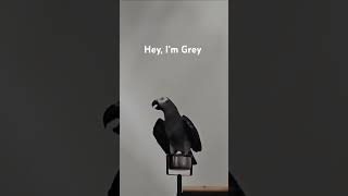 Hey Im Grey [upl. by Guild]