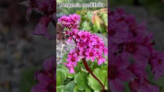 Bergenia cordifolia bergenia flowers perennial garden fleurs spring nature plants botanique [upl. by Valerle94]