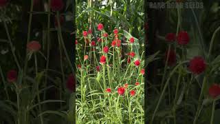 How to grow Gomphrena globosa simply [upl. by Ainad]