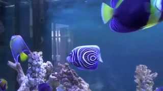 Marine Angelfish Tank HD [upl. by Alard]