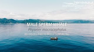 Male Sperm Whale  Releasing Faeces while Lobtailing in São Miguel Azores  TERRA AZUL™ [upl. by Georgiana]