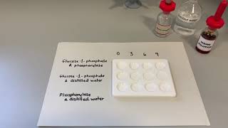 Phosphorylase activity [upl. by Zendah]