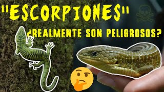 quotEscorpionesquot ¿Realmente son peligrosos [upl. by Aluk]