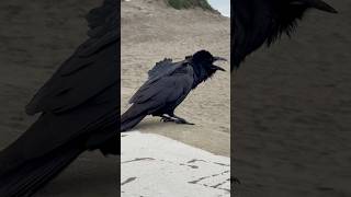 Raven Squawks oceanbeach sanfrancisco raven corvid birds nature beach [upl. by Johnette]