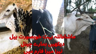 Masha Allah Bht Khobsorat Ball  Mashaallah So Beautiful Cow animals birds pets farm [upl. by Attinahs]