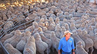 The Art of Raising 1 Million Merino Sheep in Australian Outback  Sheep Farming Uncovered [upl. by Nonnel529]