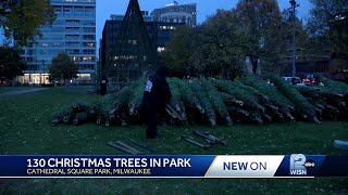 130 Christmas trees delivered for Milwaukee Holiday Lights Festival [upl. by Loleta]