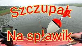 Branie szczupaka na splawik [upl. by Cerracchio815]