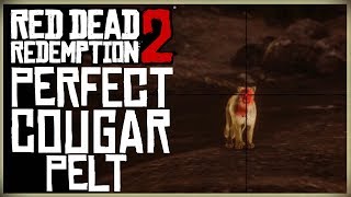 HOW TO GET A PERFECT COUGAR PELT  RED DEAD REDEMPTION 2 PRISTINE COUGAR HUNT [upl. by Etnoj]