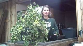 Part 1 How to Make Cuttings and Propagate Succulent Senecio Variegated Jade Ivy Vine [upl. by Alodee]