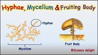 What is a hypha mycelium and fruiting bodyScience behind fruit body [upl. by Hengel524]