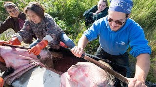 Athabascan Moosehide Tanning amp Sewing 9 of 23 Scraping Clean – a Dena’ina Method [upl. by Ayalahs]