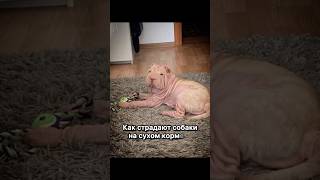 шарпей собака sharpei dog shorts shortvideo [upl. by Tronna]