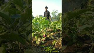 harvested fresh spinach today nature farming spinach shorts [upl. by Nosam769]