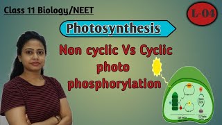 Ch13 Photosynthesis L04  Non cyclic Vs cyclic photophosphorylation  Class 11 BiologyNEETAIIMS [upl. by Idas]