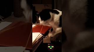 Wild Cat Selvaggia plays with a rubber band  Episode 2 shorts short shortvideo shortvideos [upl. by Nickola]