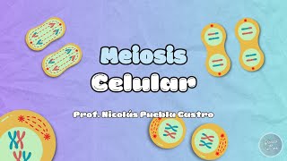 Meiosis en 5 minutos [upl. by Avrenim]