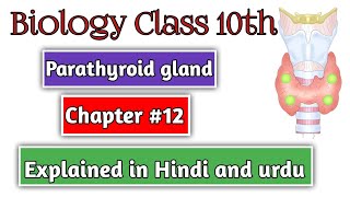 Parathyroid gland Biology Class 10th Chapter 12 Explained in Hindi and urdu [upl. by Cari]