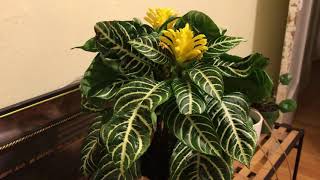 How to bring back your Zebra Plant from looking sad to full and happy [upl. by Evangeline]