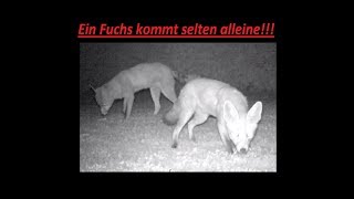 Ein Fuchs kommt selten alleine Wildkamera [upl. by Nations]