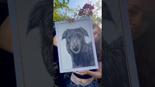 Big deerhound portrait dog deerhound scottishdeerhound [upl. by Nylzor]