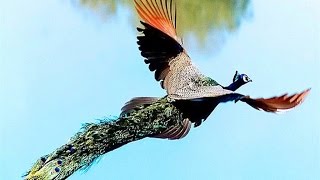 Peacock Flying High  Watch the Amazing Peacock Flight [upl. by Derwin951]