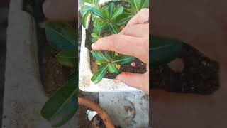 Plant lovers adenium seeding grow gardening ytshorts [upl. by Hailey]