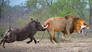 Tragic Ending When Lion Dared To Attack Baby Warthog Mother Warthog Attack The Lion Mercilessly [upl. by Priest]